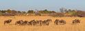 039 Botswana, Okavango Delta, gnoe